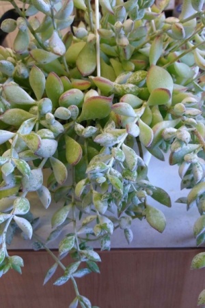 Cotyledon pendens